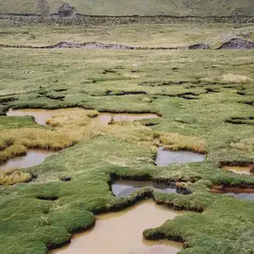 Where Groundwater Threads Stitch Andean Bofedales