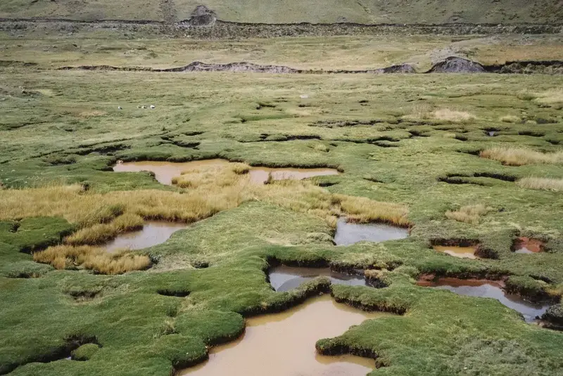 Where Groundwater Threads Stitch Andean Bofedales