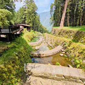 Forest landscape by Lokeshwar