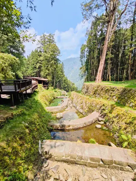 Forest landscape by Lokeshwar