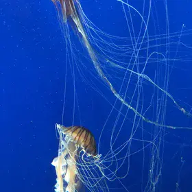 Drifting Jelly fish in Ocean by Lokeshwar