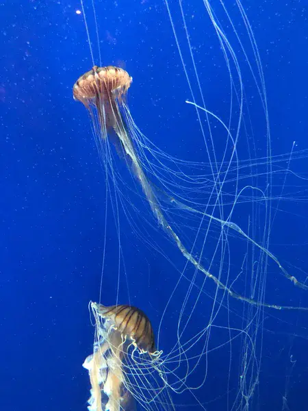Drifting Jelly fish in Ocean by Lokeshwar
