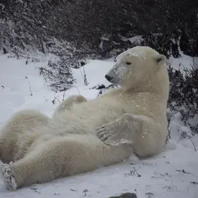 About the Bear Necessities of Life…