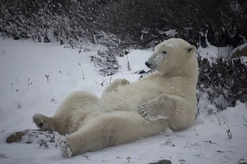 About the Bear Necessities of Life…