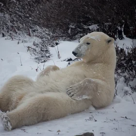 About the Bear Necessities of Life…