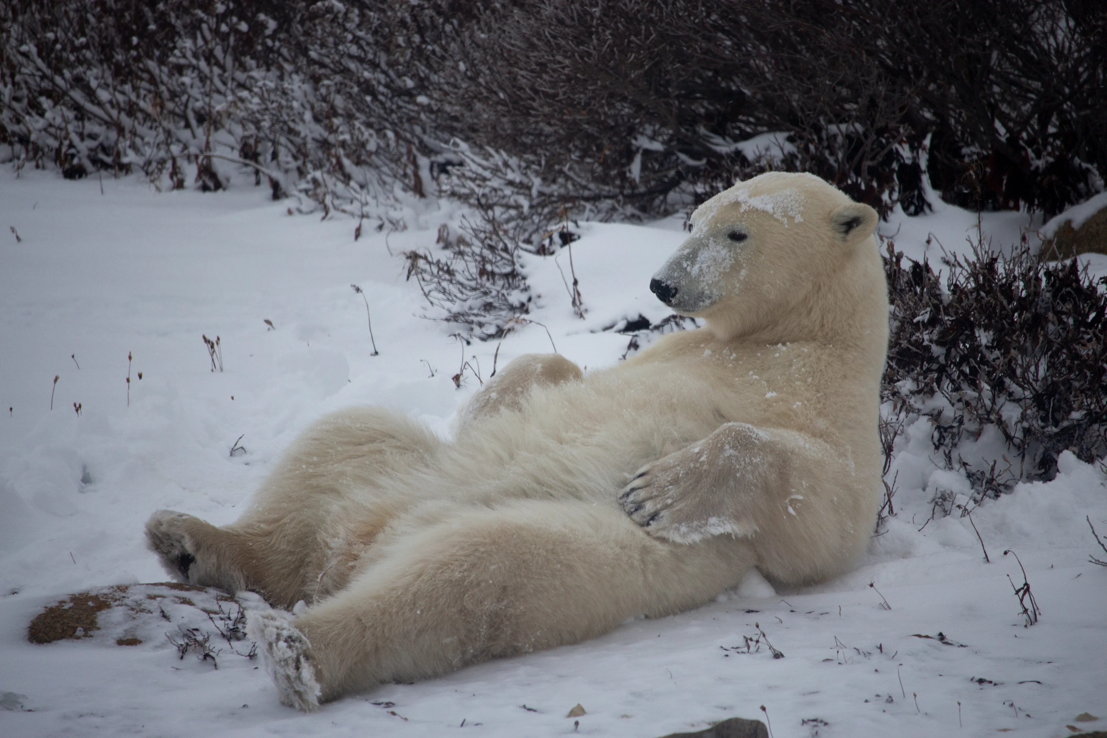 About the Bear Necessities of Life…