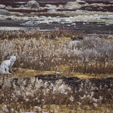 Colourful Tundra Fairytale by Yasmin L Bohak