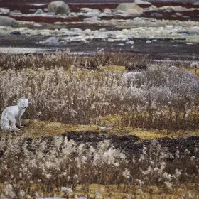 Colourful Tundra Fairytale