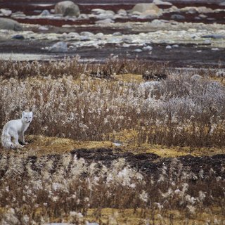 Colourful Tundra Fairytale