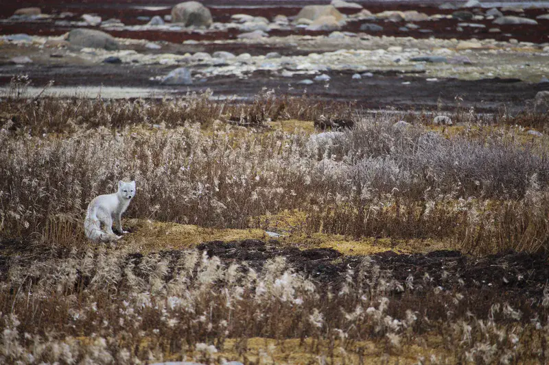 Colourful Tundra Fairytale