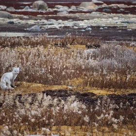 Colourful Tundra Fairytale