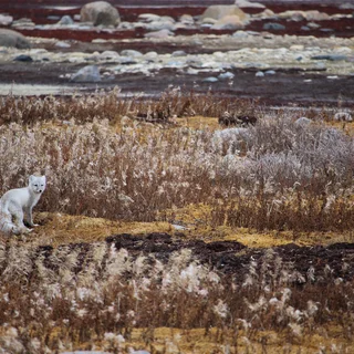 Colourful Tundra Fairytale