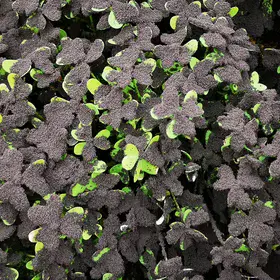 Resilience Beneath the Ash