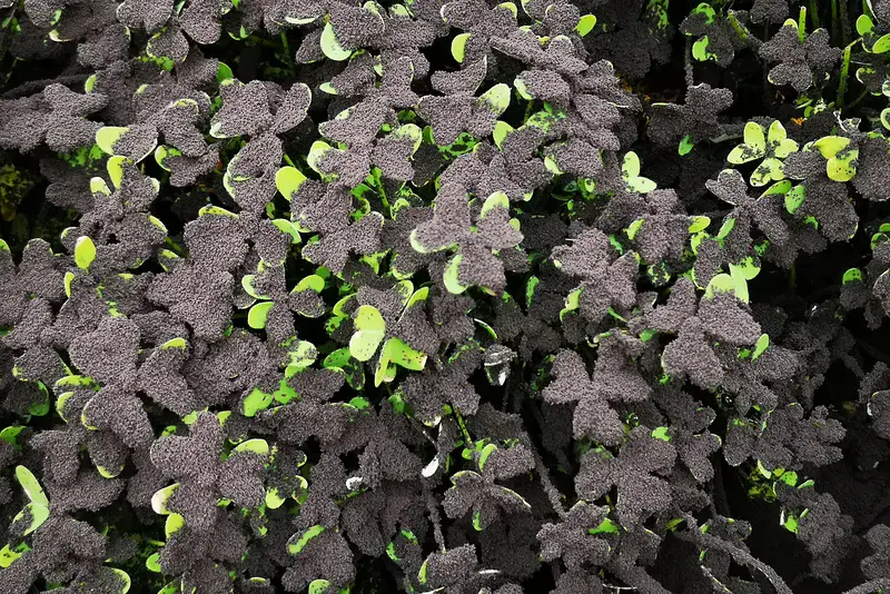 Resilience Beneath the Ash