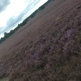 Perplexing purple - The Lüneburg Heath