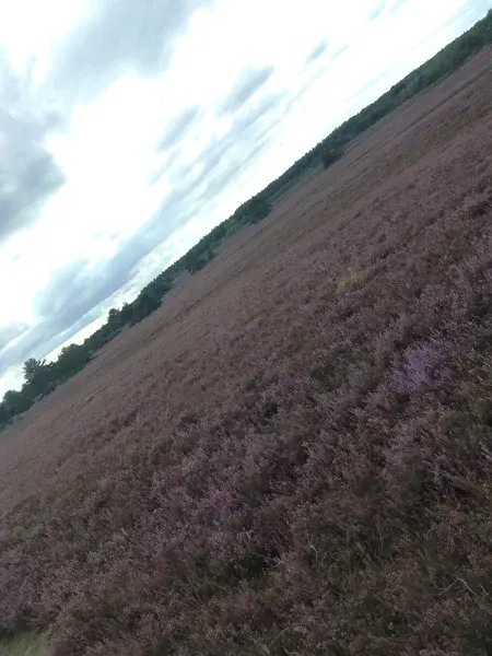 Perplexing purple - The Lüneburg Heath