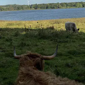 World from the eyes of Cow