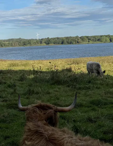 World from the eyes of Cow