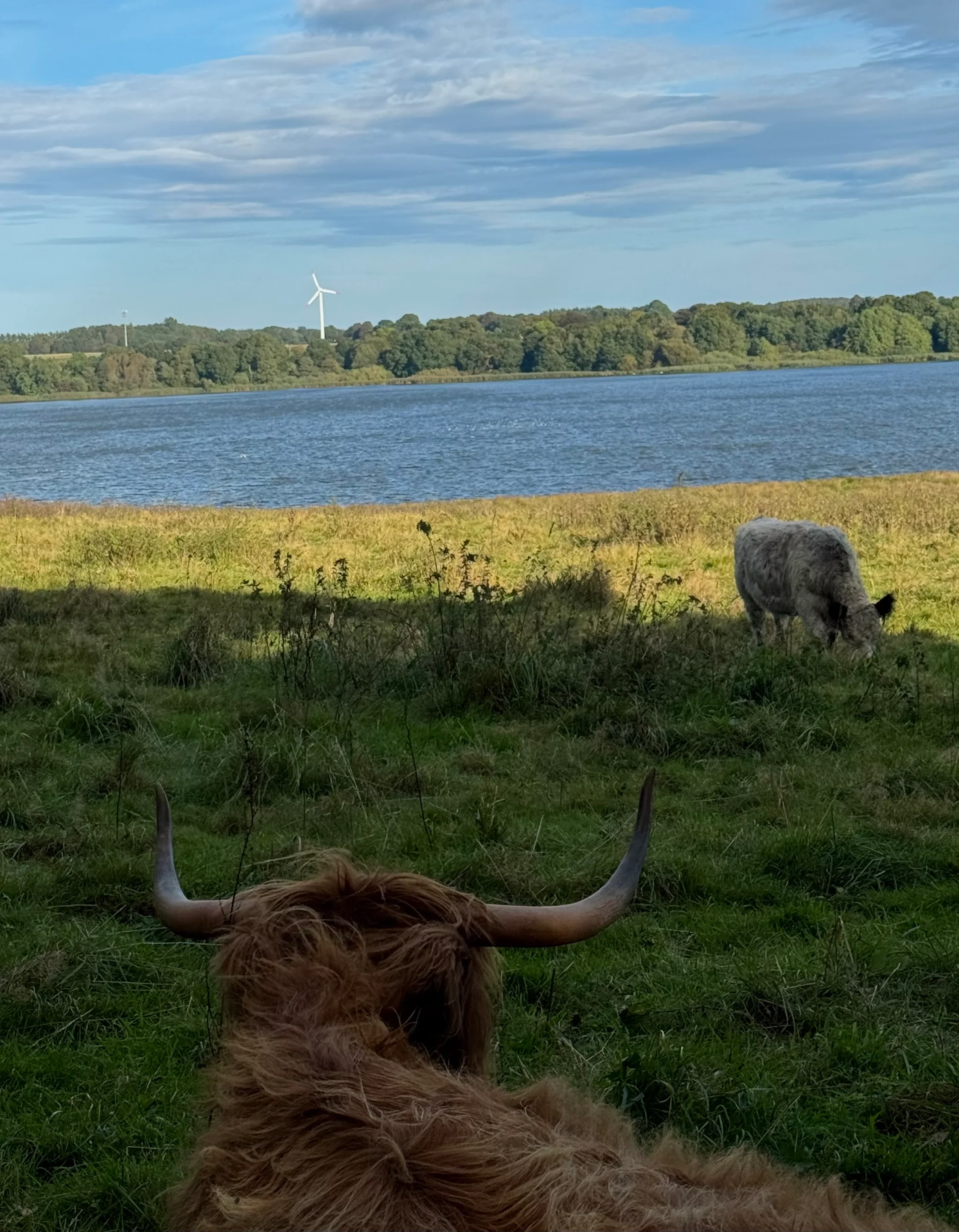 World from the eyes of Cow