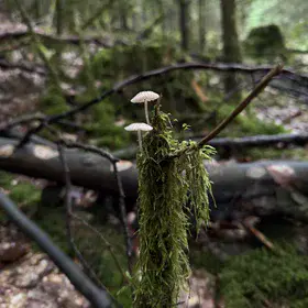 Mycena pura var. alba in a Bavarian Woodland Habitat