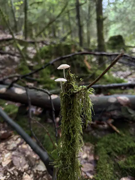 Mycena pura var. alba in a Bavarian Woodland Habitat