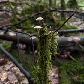 Mycena pura var. alba in a Bavarian Woodland Habitat