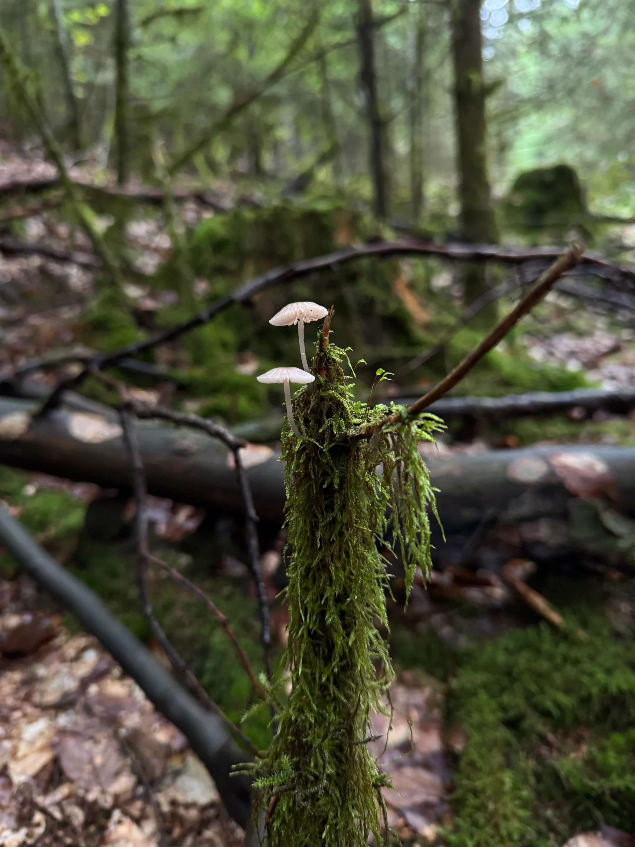 Mycena pura var. alba in a Bavarian Woodland Habitat