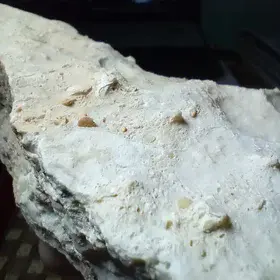 Microscopic Fossils Preserved within Limestone from El-Ghanayem, Assiut, Egypt