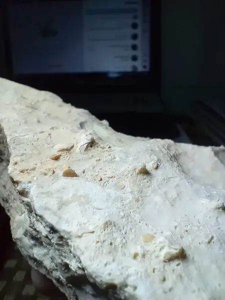 Microscopic Fossils Preserved within Limestone from El-Ghanayem, Assiut, Egypt