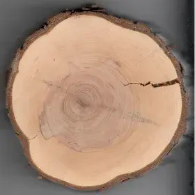 Tree rings through disc