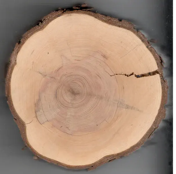 Tree rings through disc