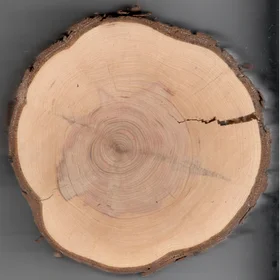 Tree rings through disc