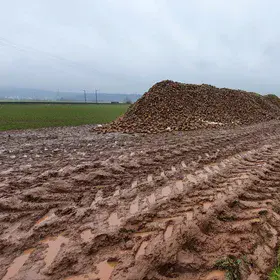 Severe soil compaction after sugar beet harvest in central Germany