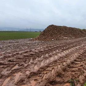Severe soil compaction after sugar beet harvest in central Germany