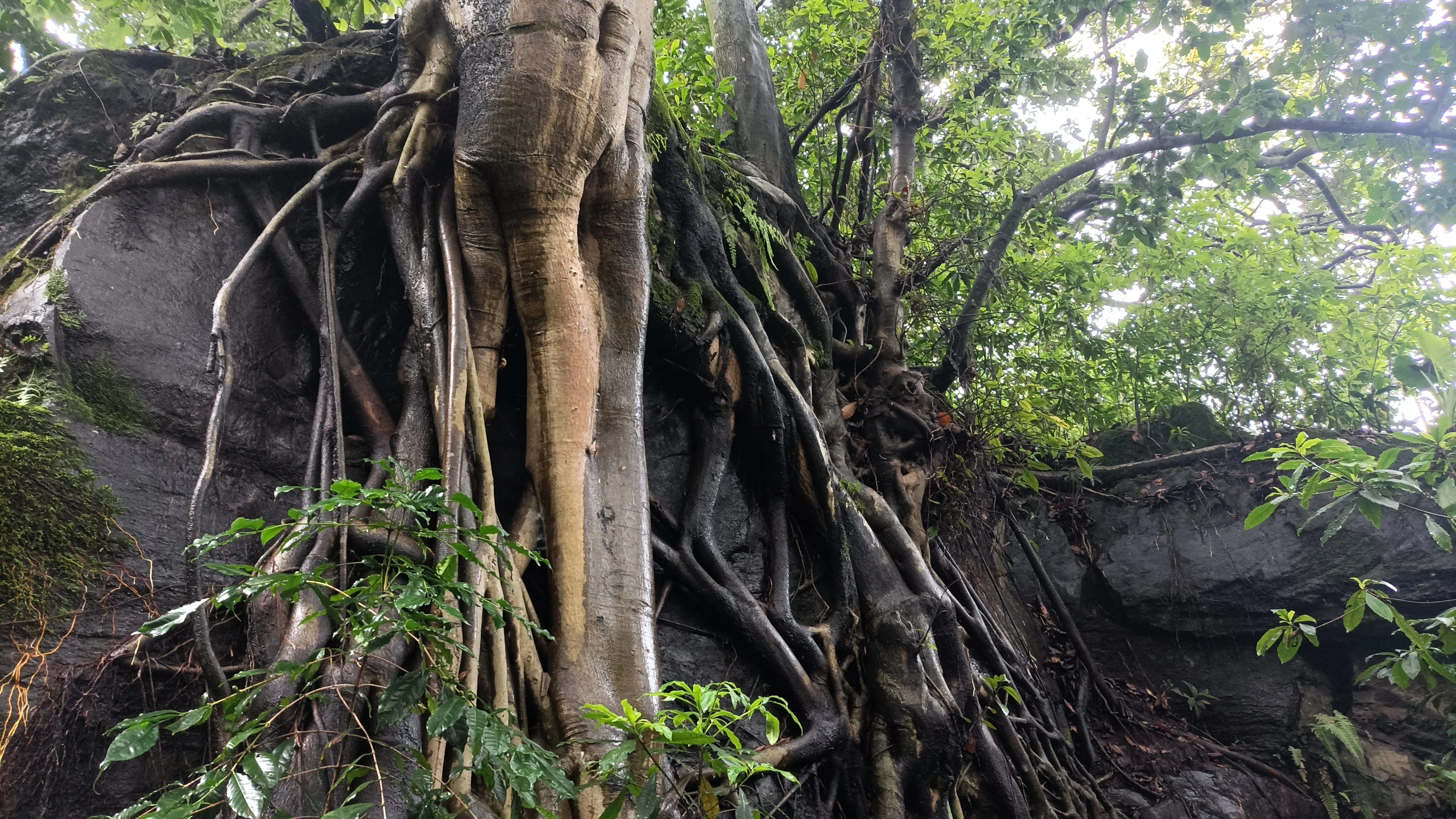Tree roots cling tightly to the rock, providing both physical support and access to scarce resources. Beyond anchoring the tree, roots explore the substrate for water and nutrients, allowing vegetation to survive even in challenging environments.