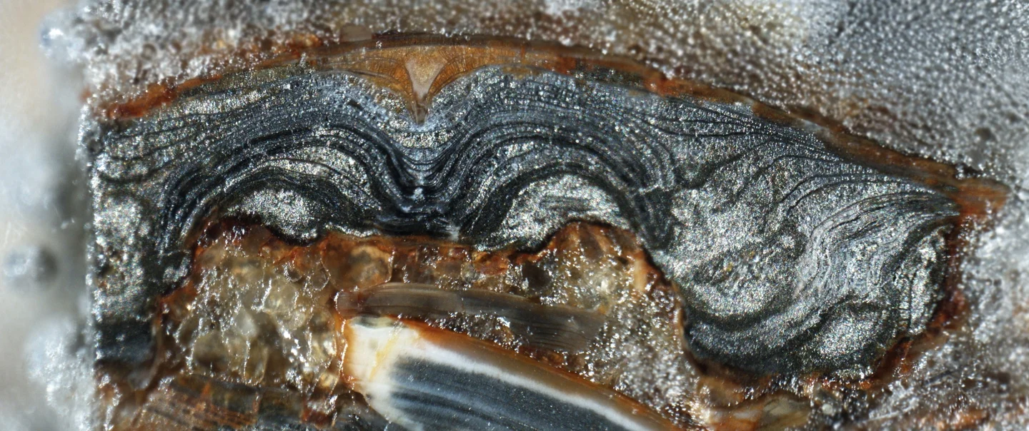 Altered Tremadocian brachiopod, Ülgase, Estonia