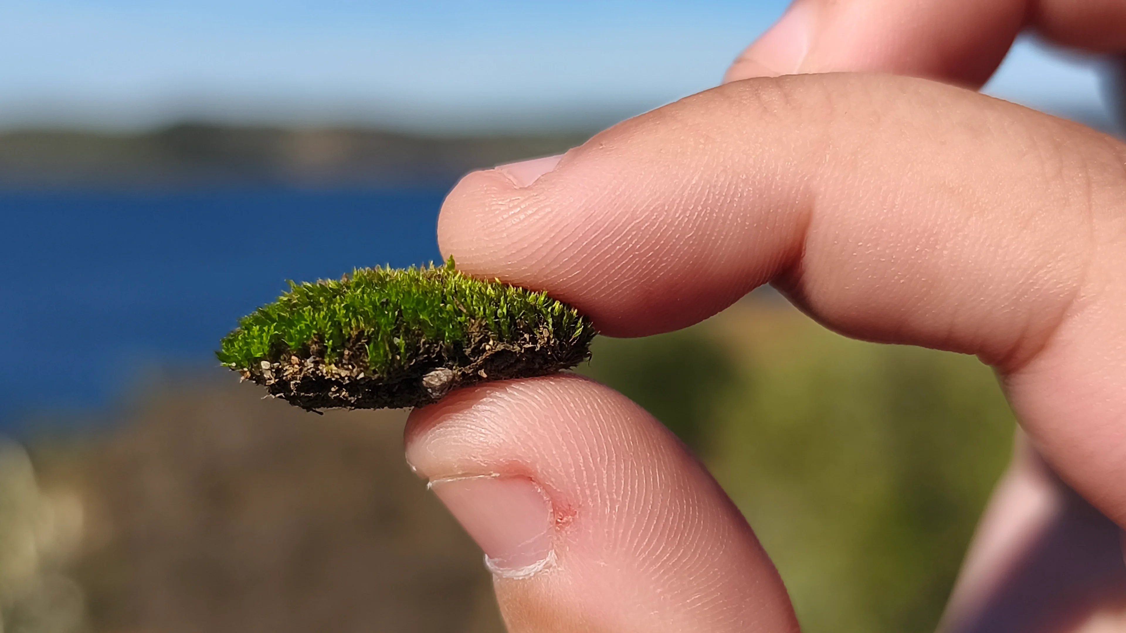 Fingers hold a small moss-covered object against a blurred coastal backdrop.
