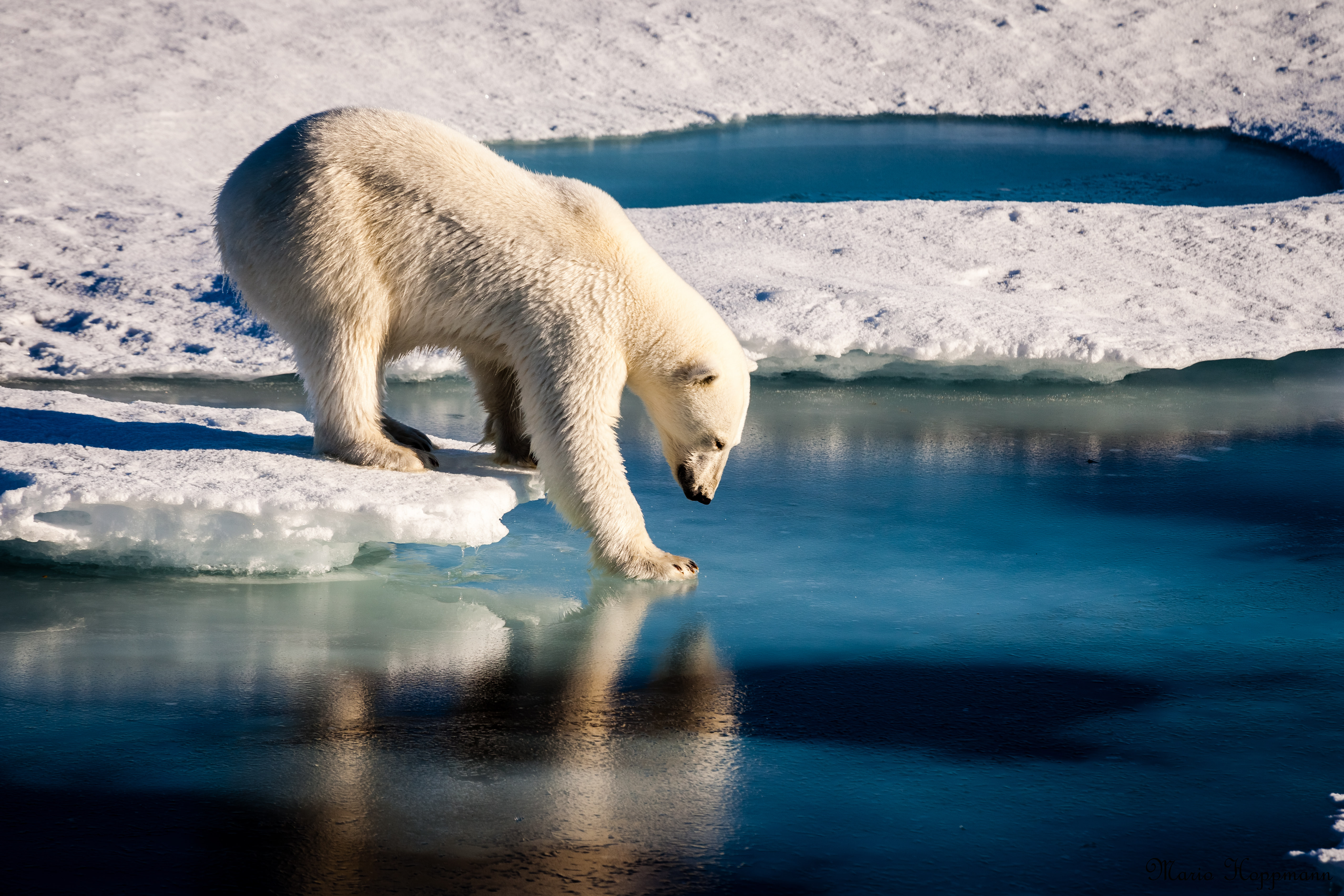 Арктика жизнь белого медведя. Белые медведи в Арктике. Белый медведь (Карско-Баренцевоморская популяция). Северный Ледовитый океан белый медведь. Белый медведь Северный полюс.