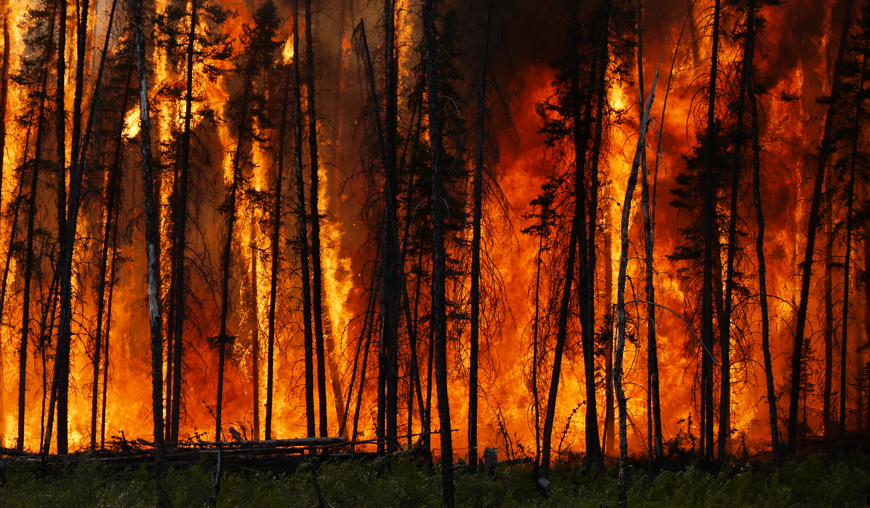 Forest fire is. Лесные пожары. Горящий лес. Горящий Лис. Лес в огне.